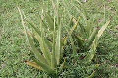 Aloe vera